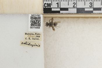 Media type: image;   Entomology 773068 Aspect: Labels